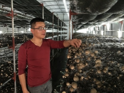 朱口镇 草菇种植，托举乡村致富梦的“白色小伞”